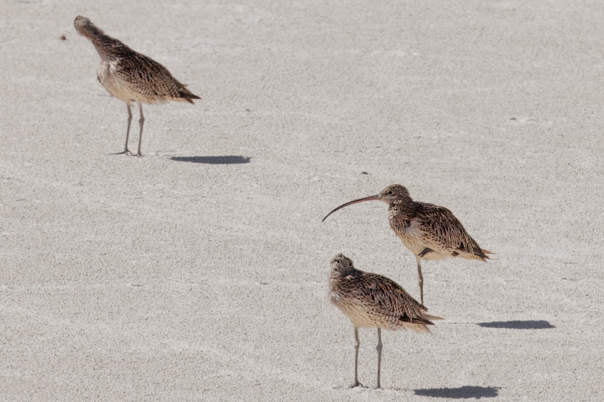 Far Eastern Curlew - ML645769019