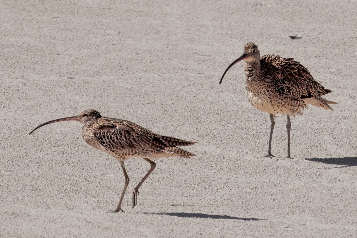 Far Eastern Curlew - ML645769020