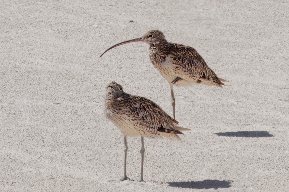 Far Eastern Curlew - ML645769021