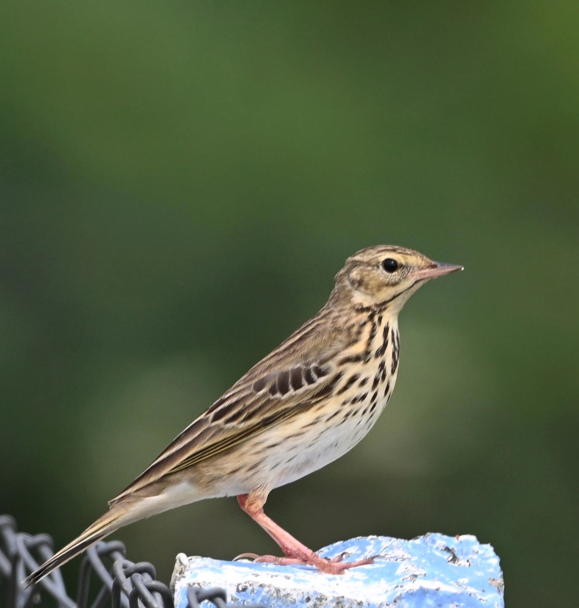 Tree Pipit - ML645769028