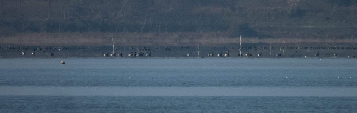 ringgås - ML645769029