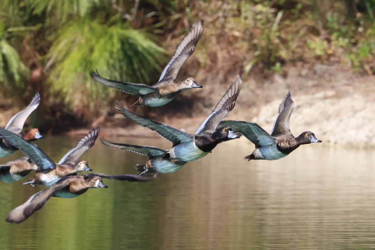 ringand - ML645769030