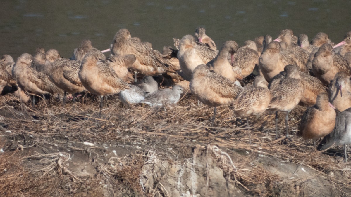 polarsnipe - ML645769032