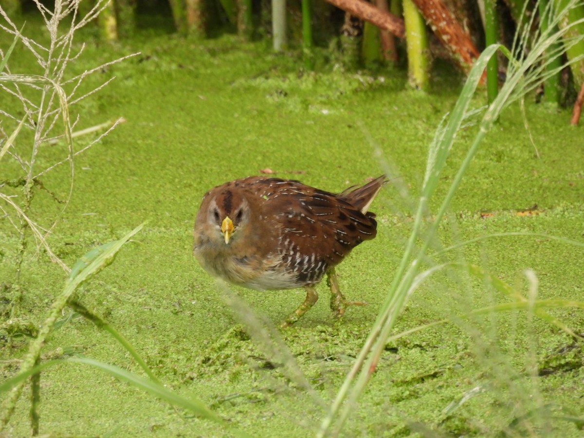 maskerikse - ML645769033