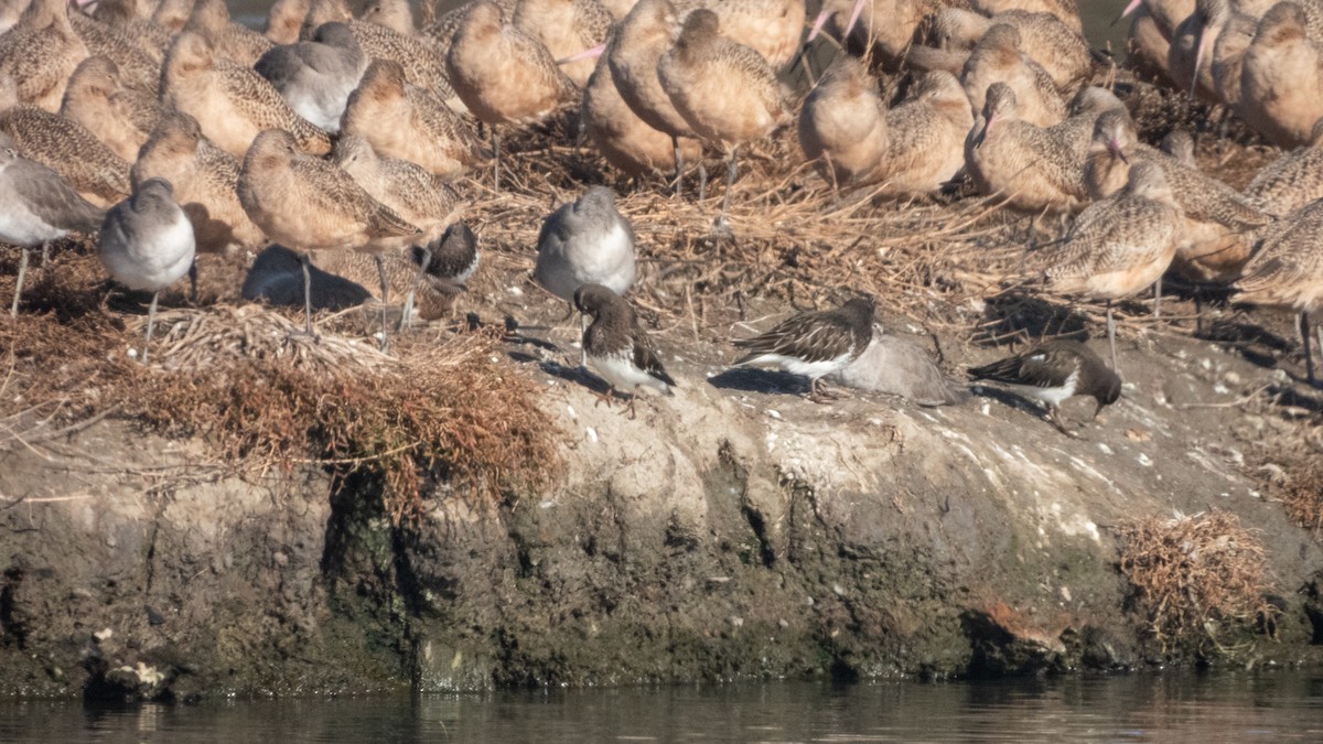 svartsteinvender - ML645769034