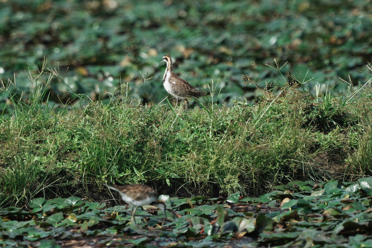 fasanbladhøne - ML645769035