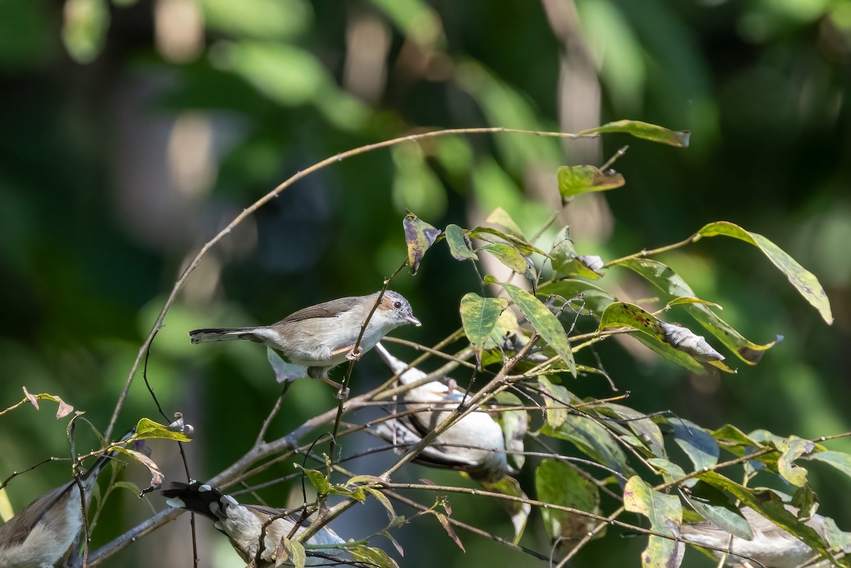 brunøreyuhina - ML645769037