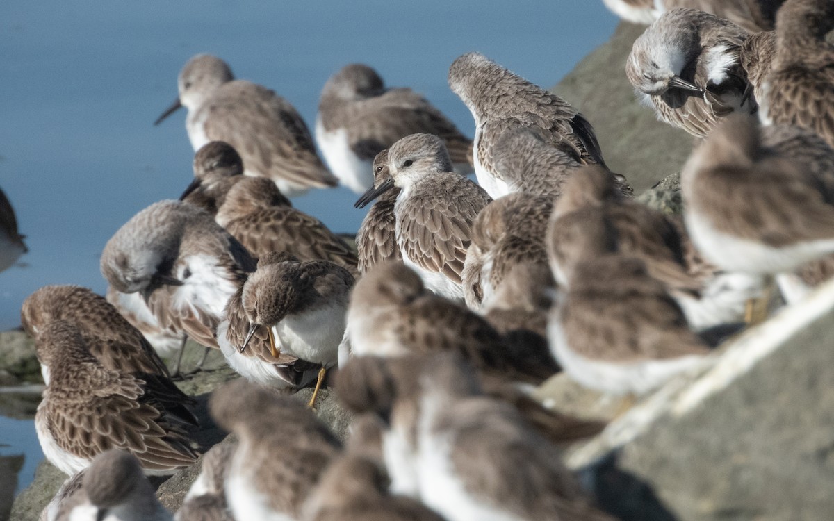 beringsnipe - ML645769038