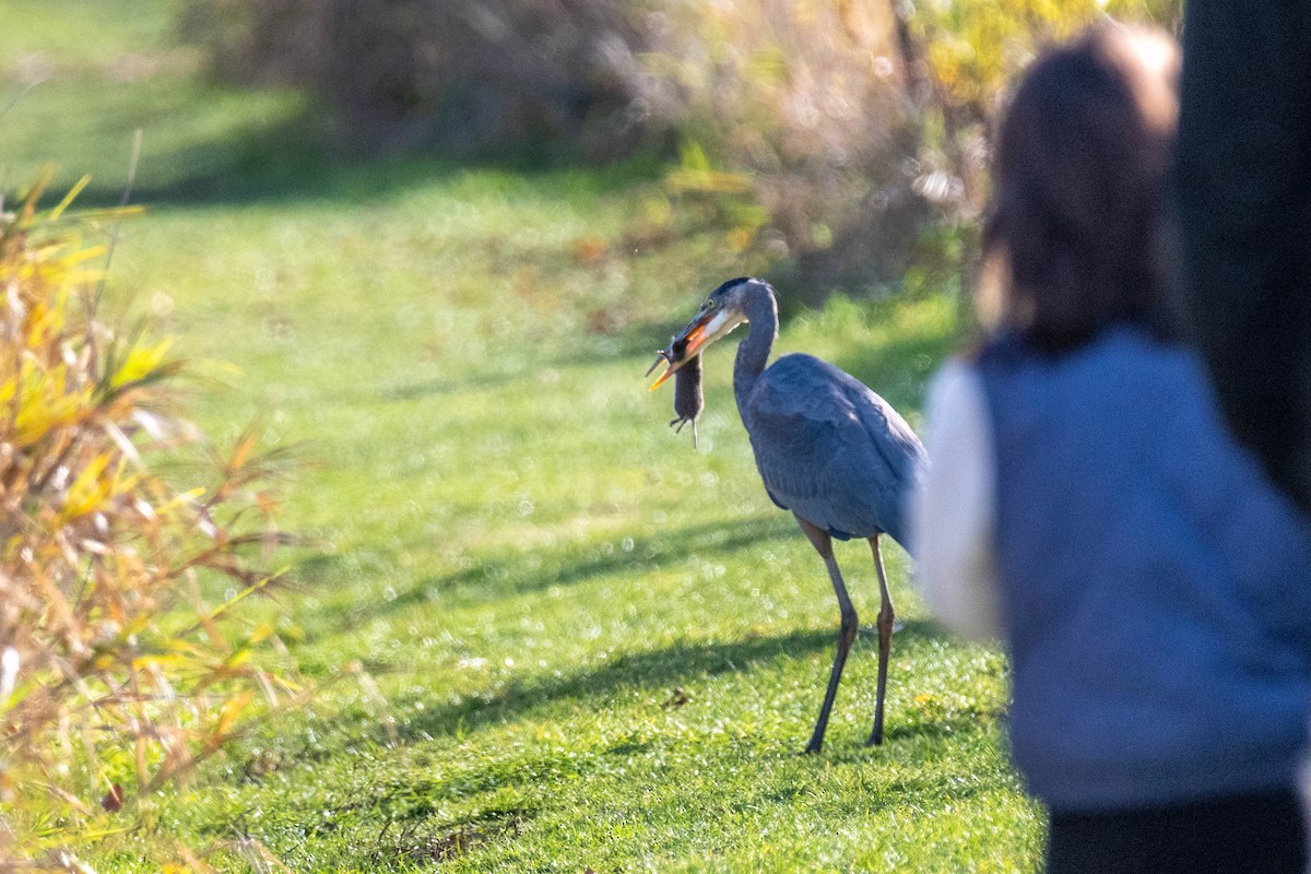 herodiashegre - ML645769039