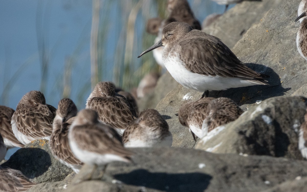 myrsnipe - ML645769040