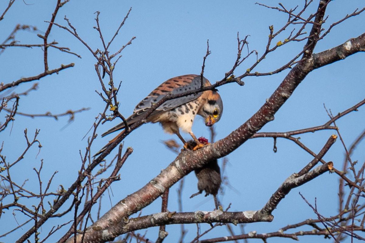 spurvefalk - ML645769041