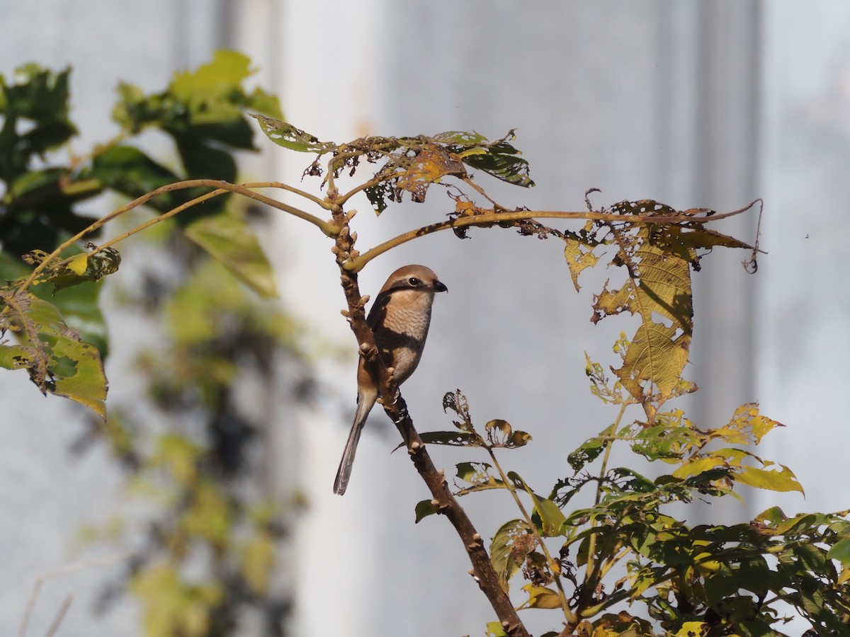 oksevarsler - ML645769042