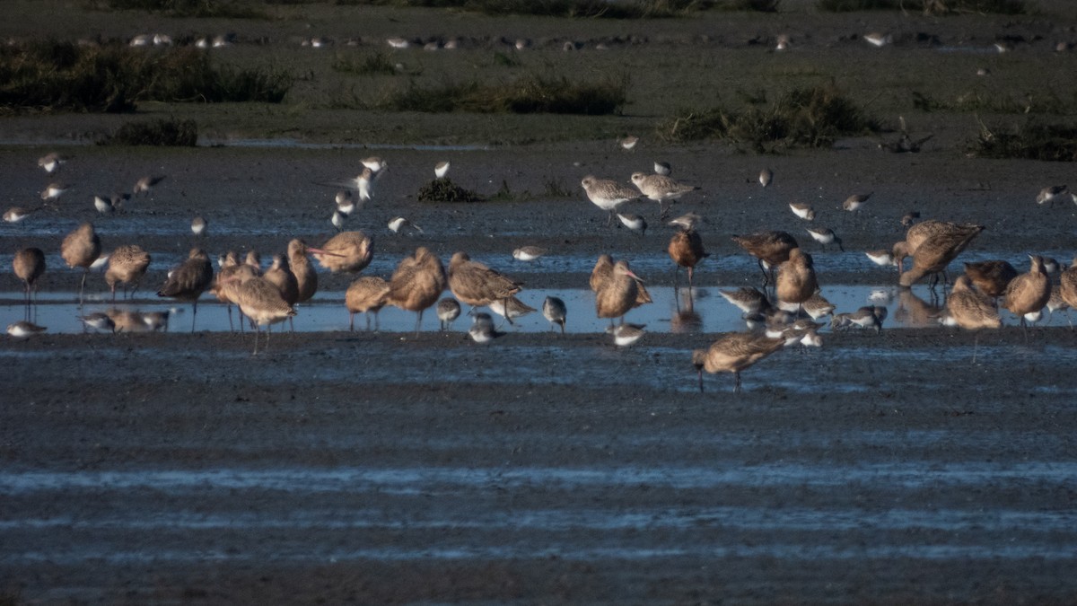 tundralo - ML645769043