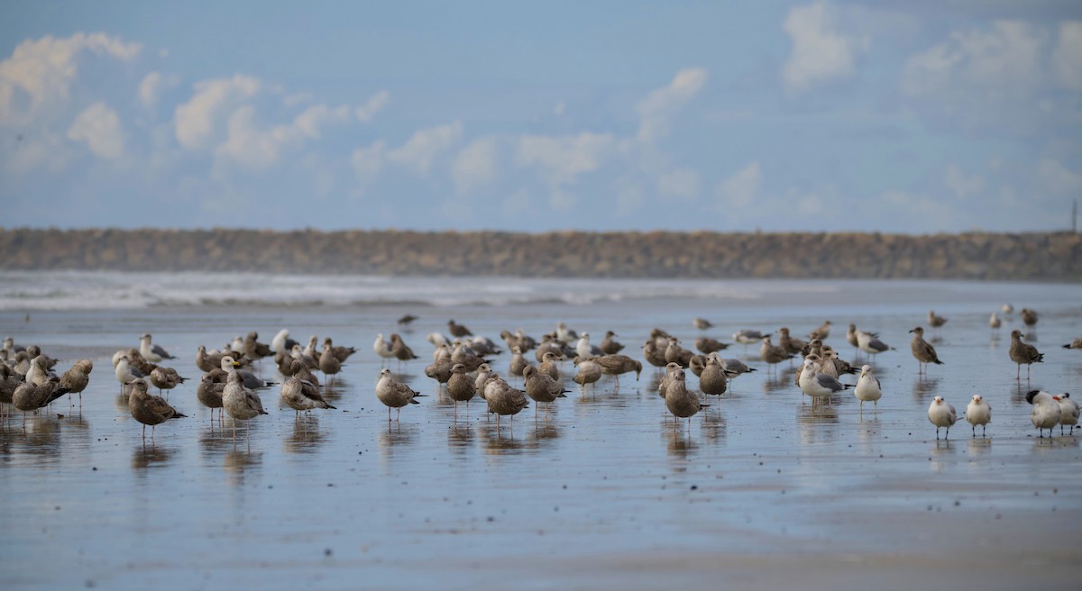 præriegråmåke - ML645769045