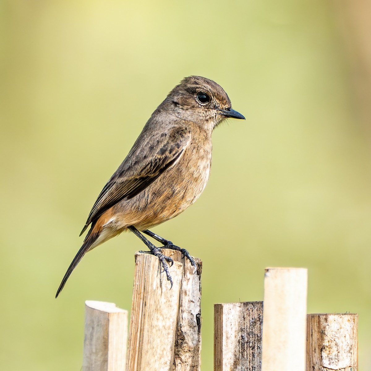 svartskvett - ML645769047