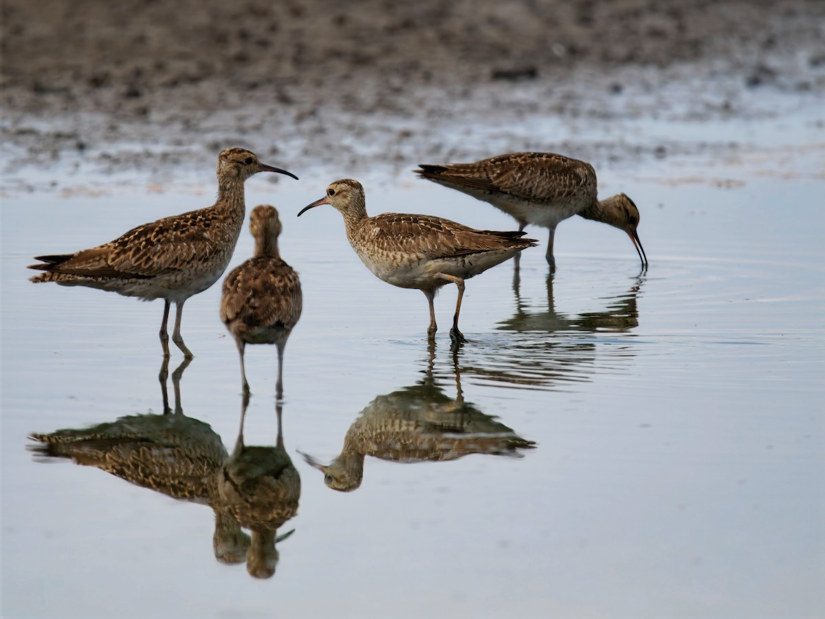 dvergspove - ML645769049