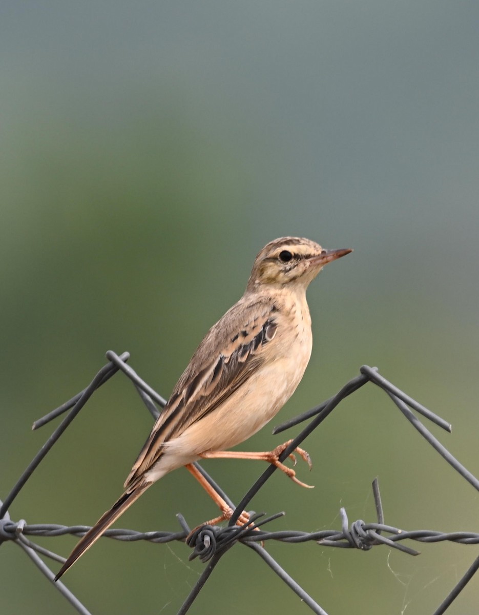 markpiplerke - ML645769054