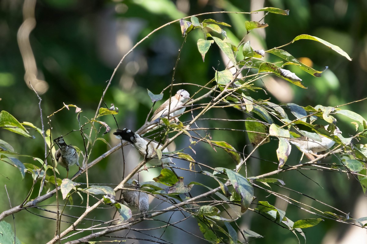 brunøreyuhina - ML645769055