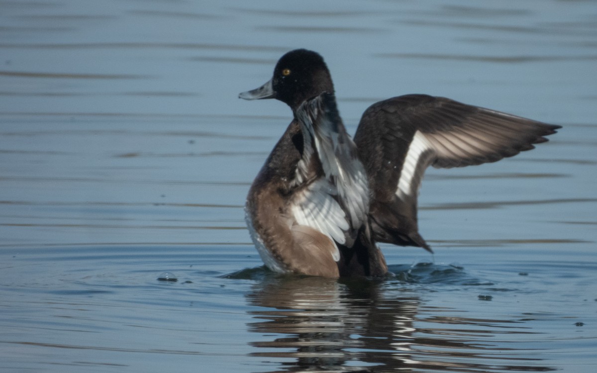 purpurhodeand - ML645769058