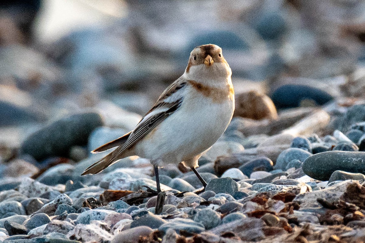 snøspurv - ML645769059