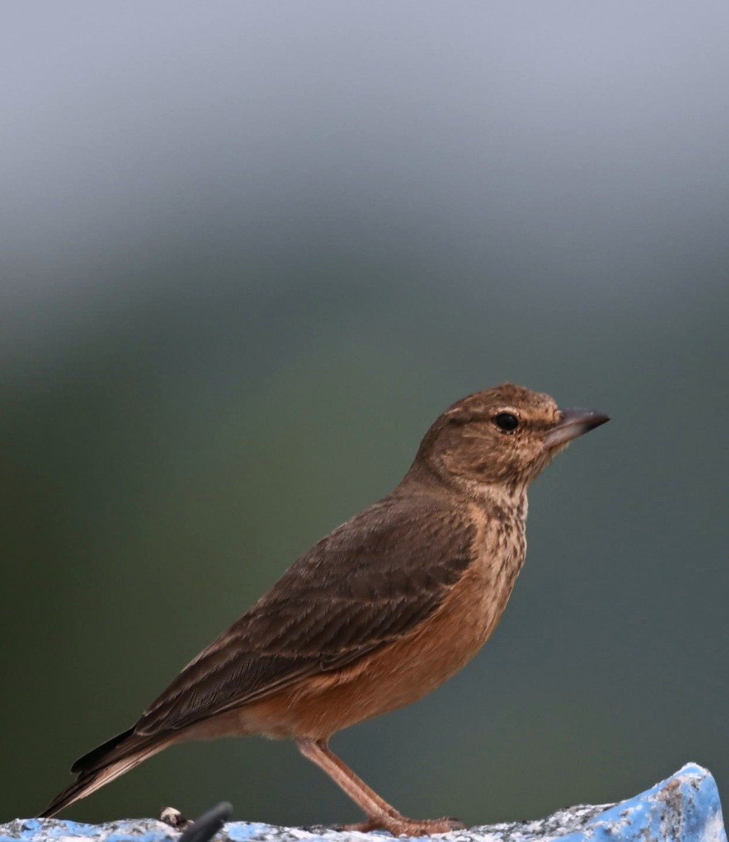Rufous-tailed Lark - ML645769060