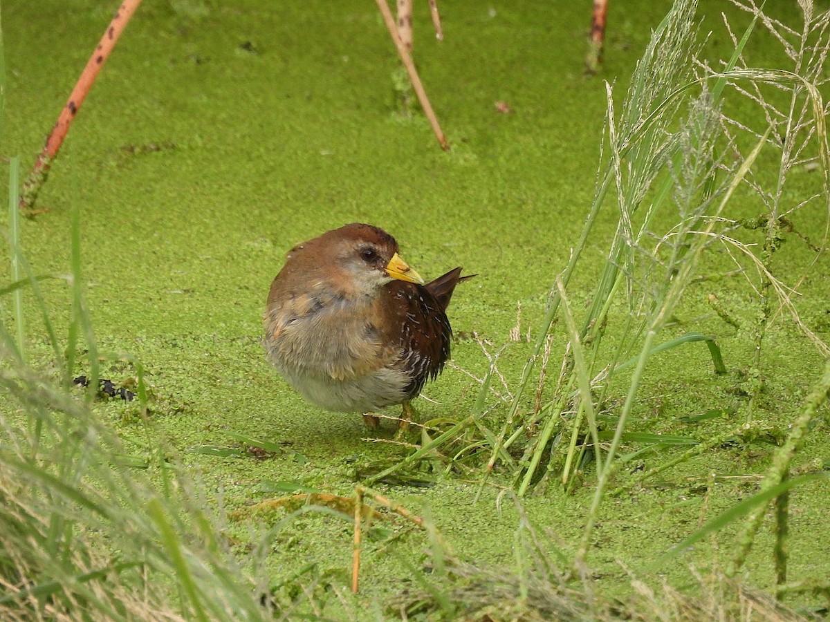 maskerikse - ML645769061