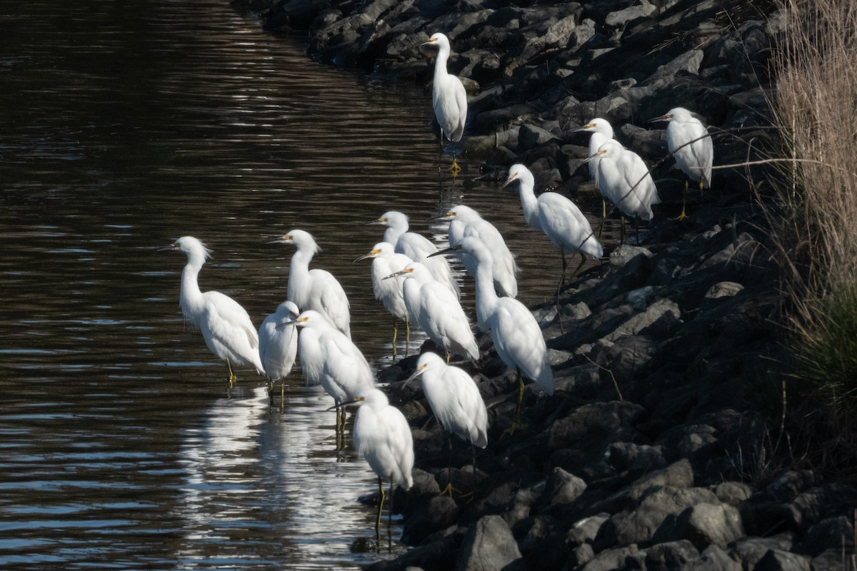 snøhegre - ML645769062