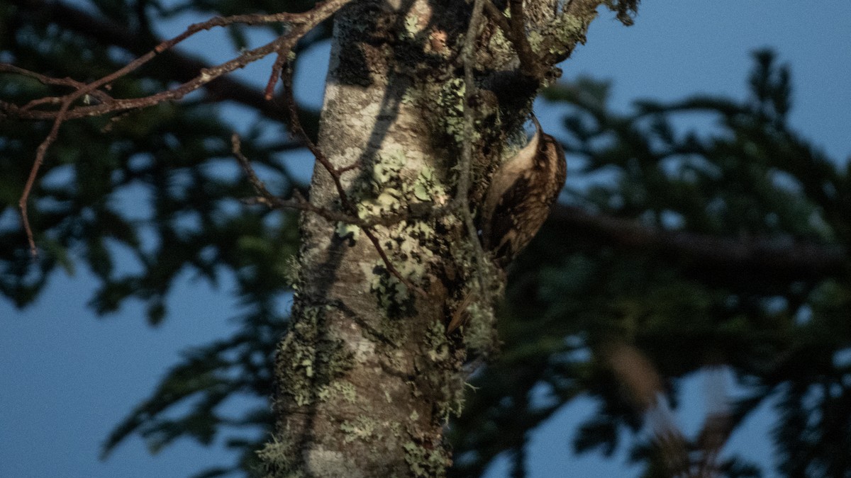 amerikatrekryper - ML645769063