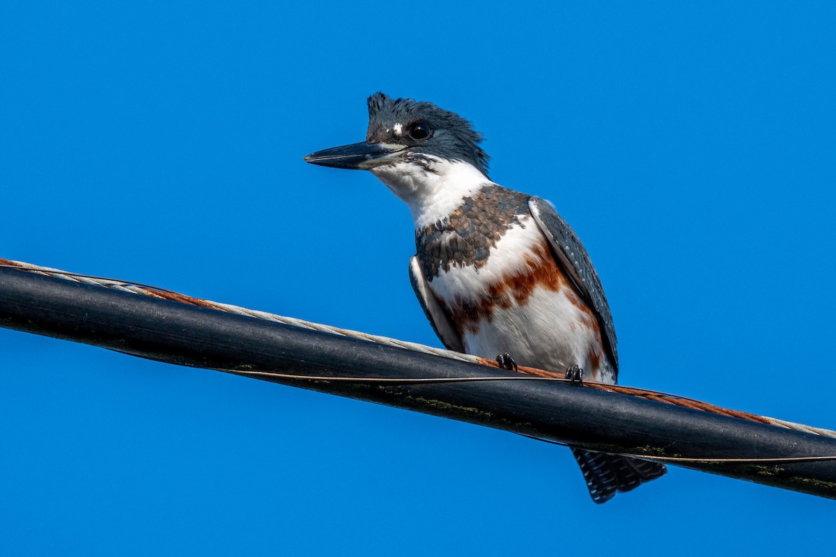 belteisfugl - ML645769064