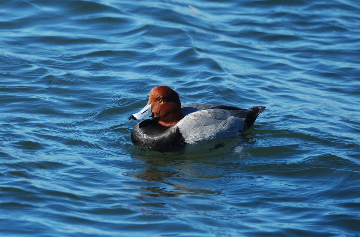 kobberhodeand - ML645769065