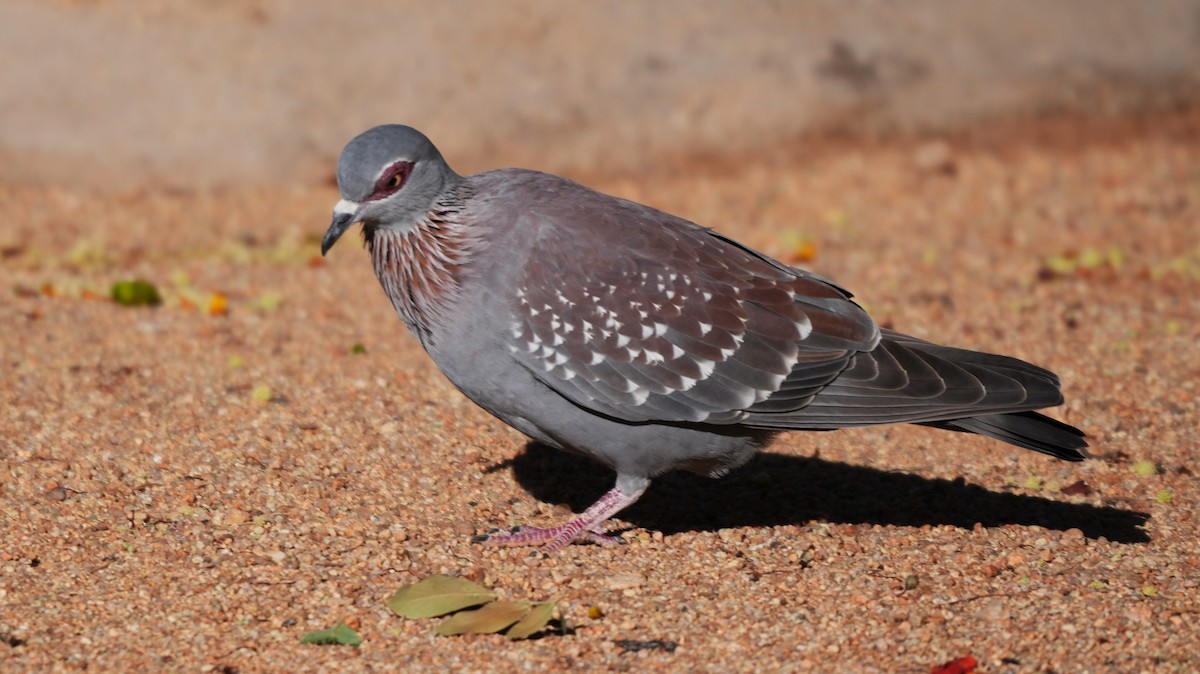 Speckled Pigeon - ML645769070