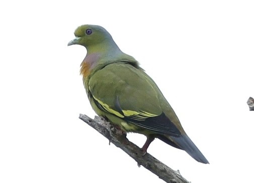 橙胸綠鳩 - ML645769077