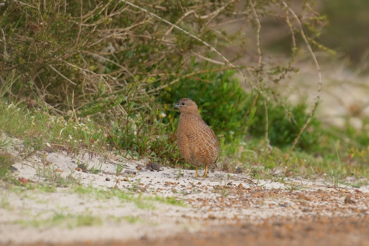 Brown Quail - ML645769092