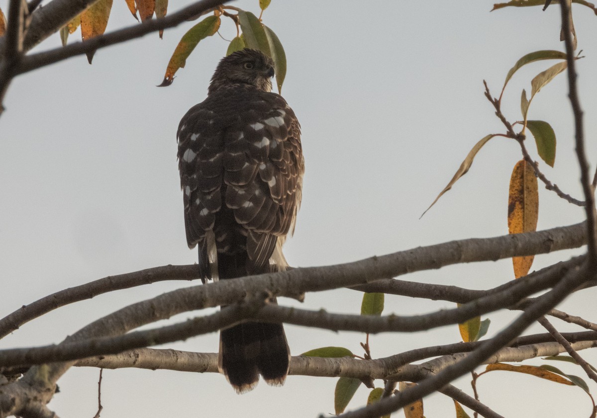 Яструб чорноголовий - ML645769093