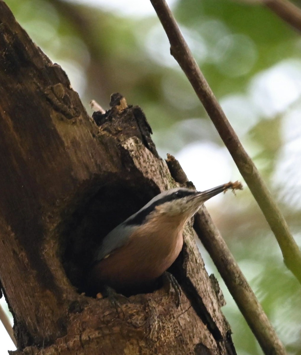 Indian Nuthatch - ML645769094