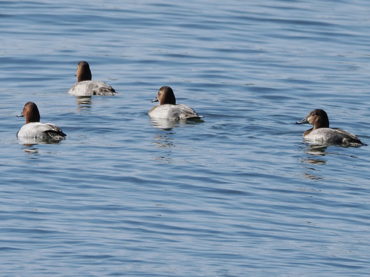 Попелюх звичайний - ML645769098