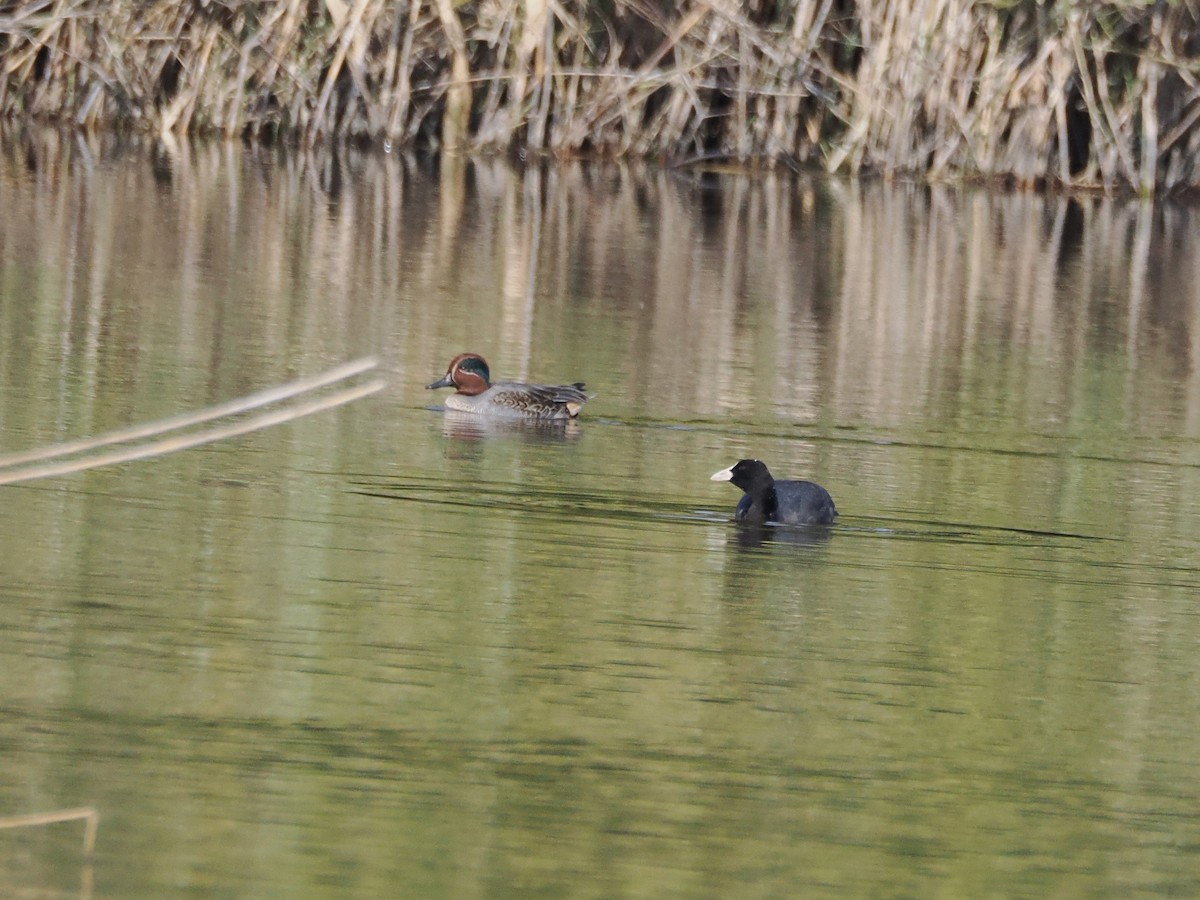 Чирянка мала - ML645769102