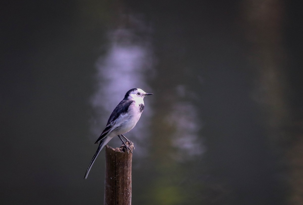 白鶺鴒 - ML645769103