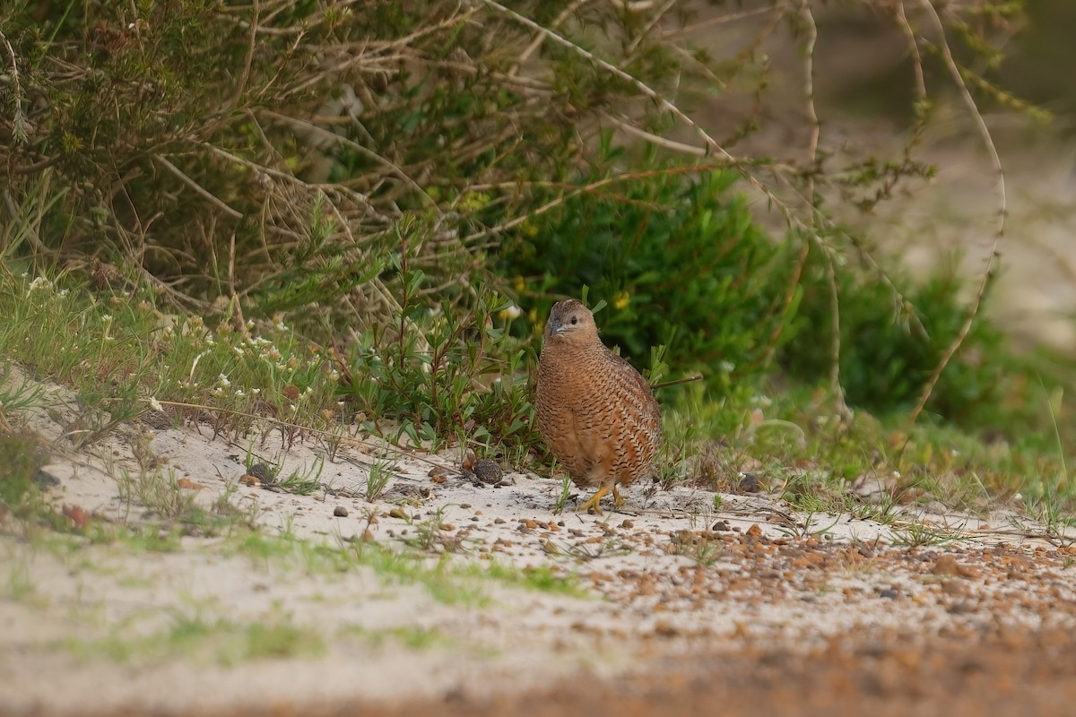 Brown Quail - ML645769104