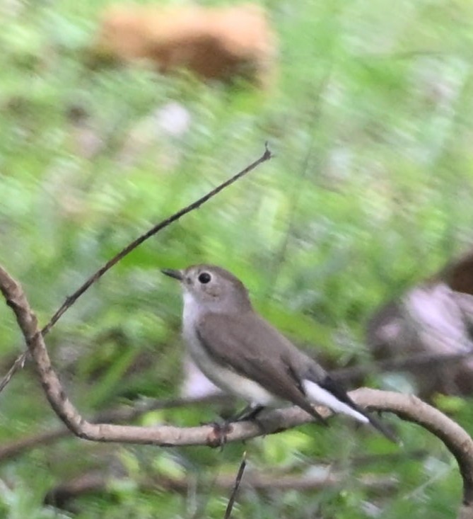 Taiga Flycatcher - ML645769107