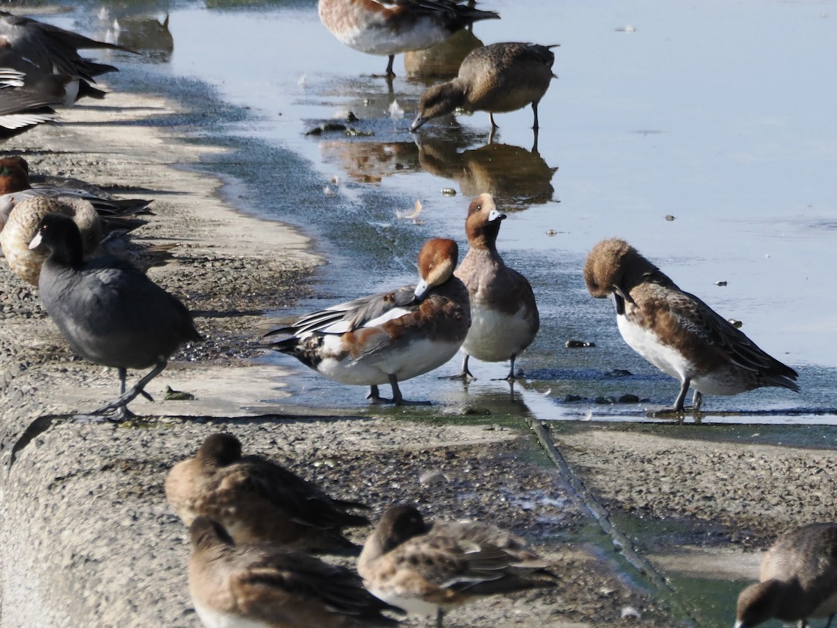 Свищ євразійський - ML645769108