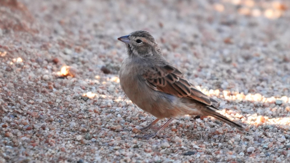 Haitz-berdantza - ML645769111