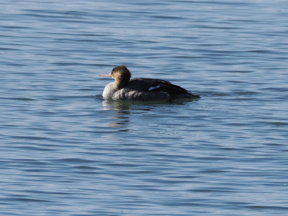 Крех середній - ML645769123