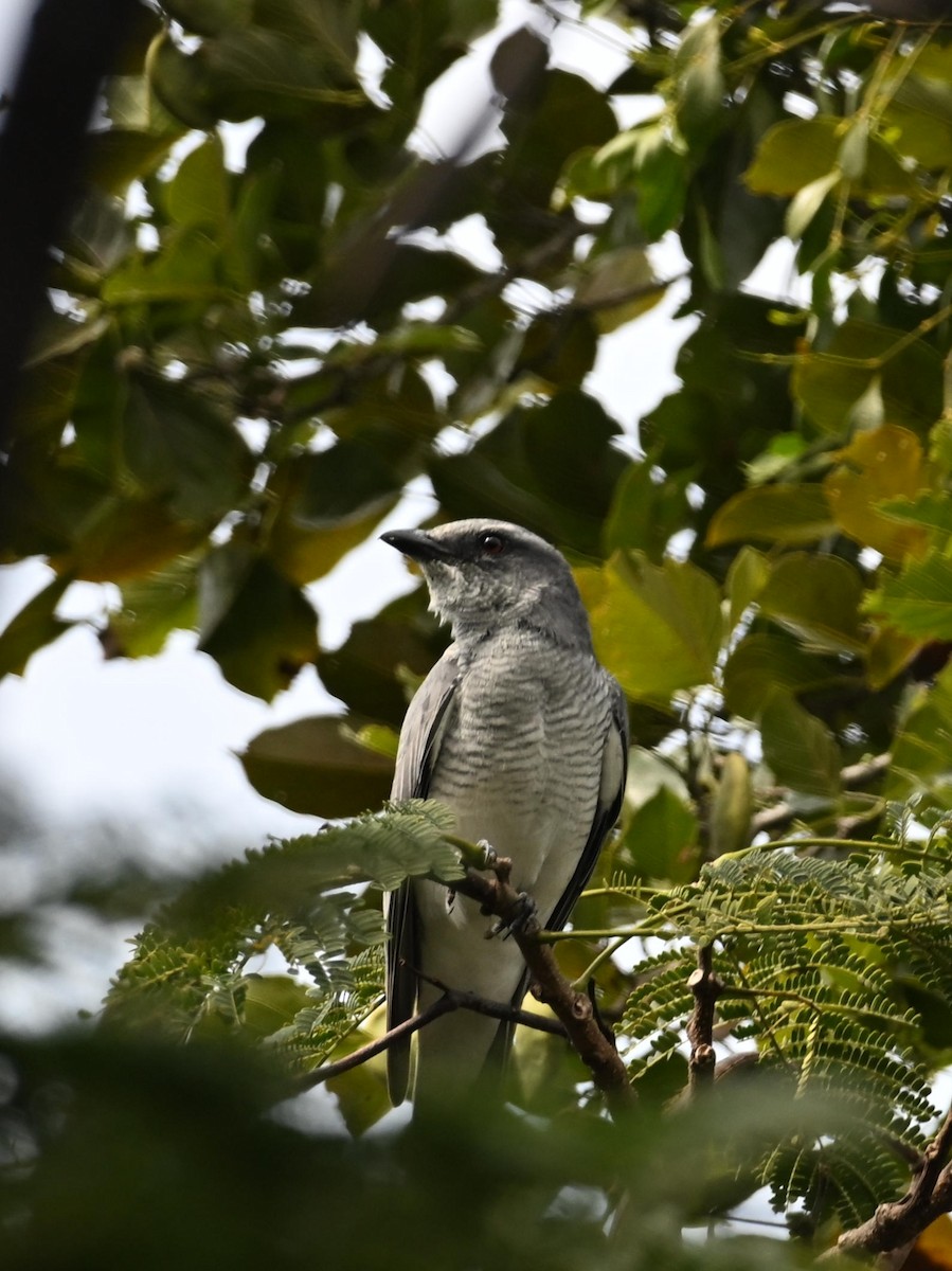 Indian Cuckooshrike - ML645769137