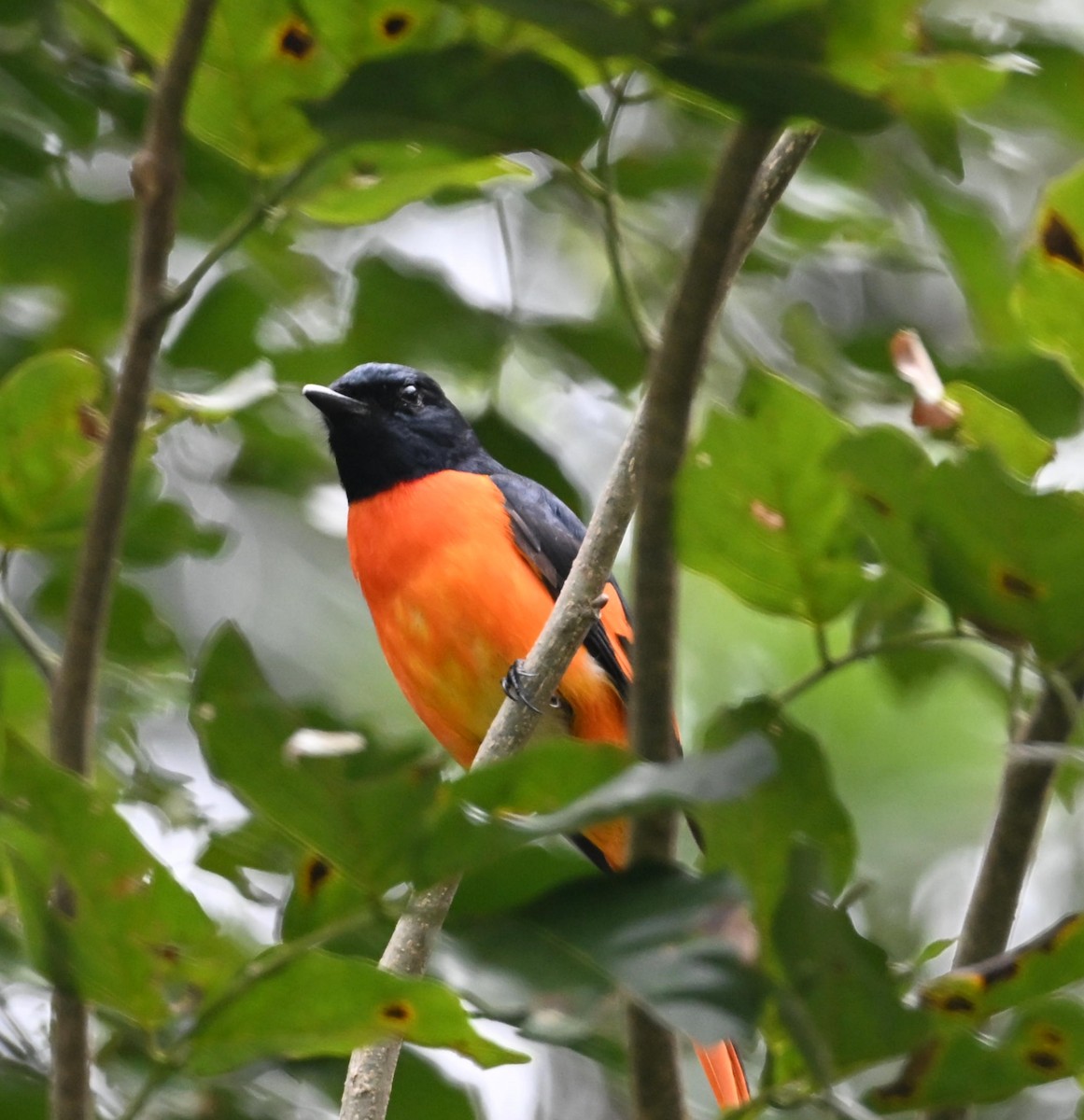 Orange Minivet - ML645769141