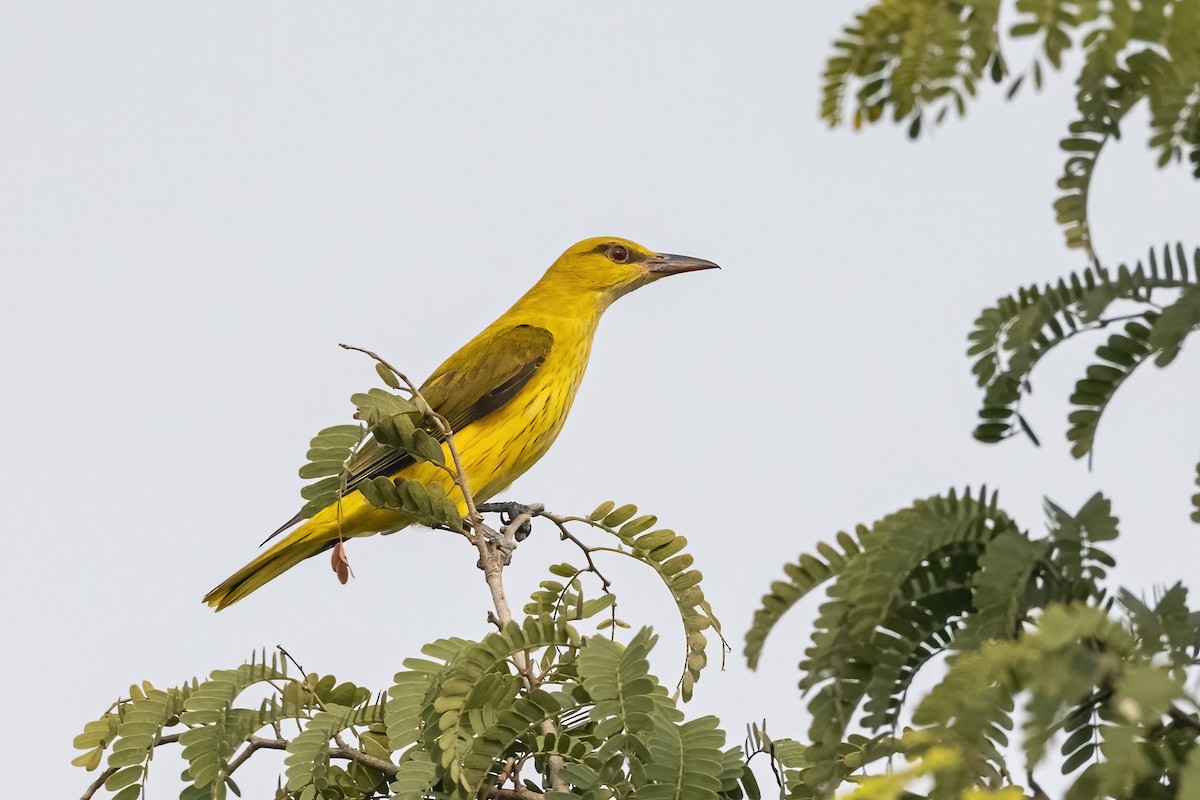 Indian Golden Oriole - ML645769142