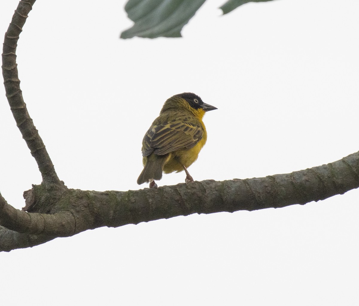 Tejedor Baglafecht - ML645769143