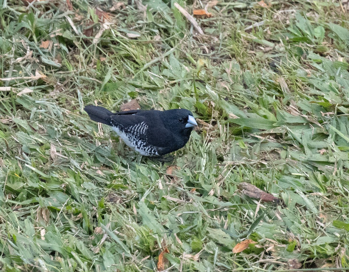 クロシチホウ - ML645769144