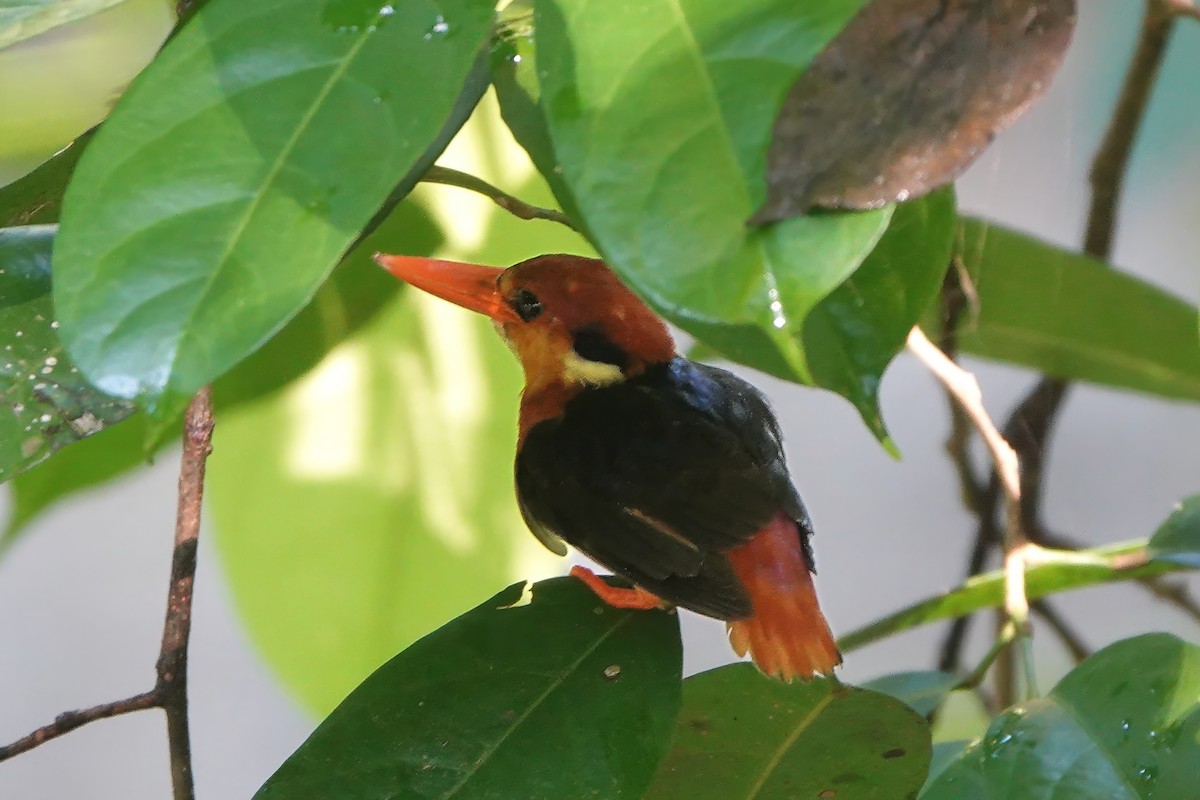Black-backed Dwarf-Kingfisher - ML645769147