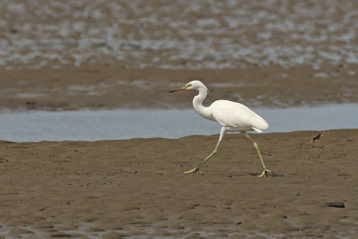 Chinese Egret - ML645769162
